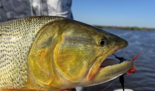 Argentina-Corrientes-Marzo-2024-0029