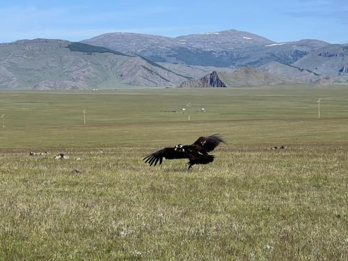 Central-Mongolia-June-2024101