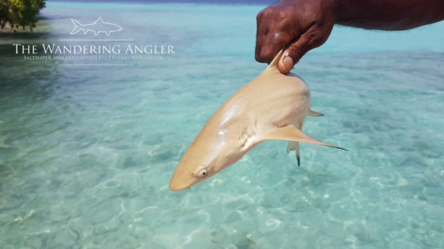 The Wandering Angler - August 2019  Family Group (holidays  fishing) 0022