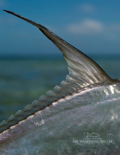 The Wandering Angler - Belize Lodge035 (1)