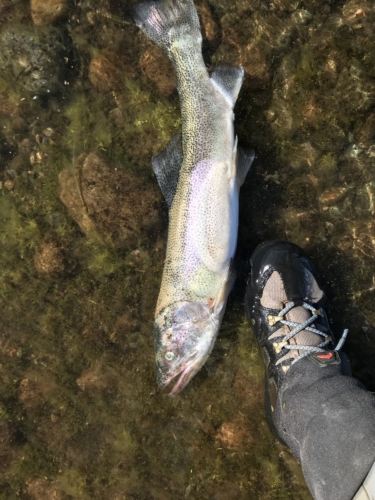 The Wandering Angler - Chubut province March 2019 trip0061