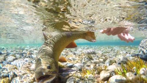 The Wandering Angler - Chubut province March 2019 trip0082