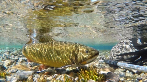 The Wandering Angler - Chubut province March 2019 trip0083 (2)