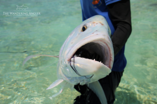 The Wandering Angler - Maldives Lodge0042