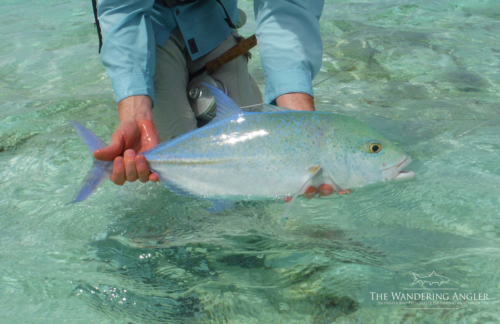 The Wandering Angler - Maldives Lodge0043