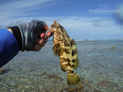 The Wandering Angler - Maldives Lodge0050