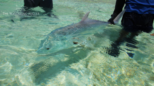 The Wandering Angler - Maldives Lodge0053