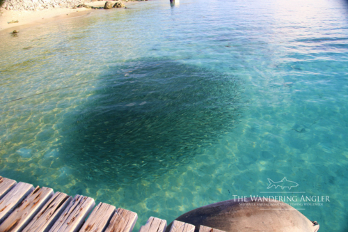 The Wandering Angler - Maldives Lodge0093