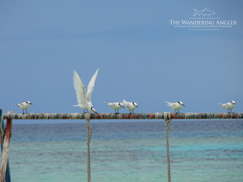 The Wandering Angler - Maldives Lodge0117