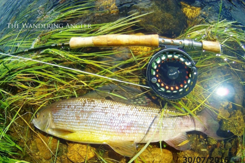 The Wandering Angler - Mongolia taimen0007 (1)