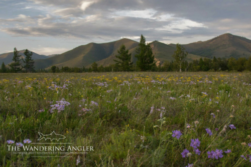 The Wandering Angler - Mongolia taimen0013