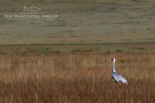 The Wandering Angler - Mongolia taimen0019