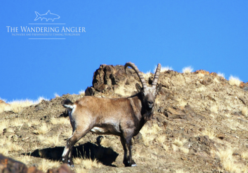 The Wandering Angler - Mongolia taimen0046