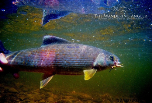 The Wandering Angler - Mongolia taimen0055