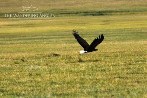 The Wandering Angler - Mongolia taimen0057