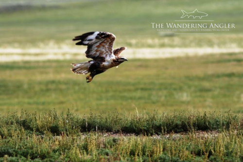 The Wandering Angler - Mongolia taimen0058