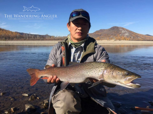 The Wandering Angler - Mongolia taimen0059