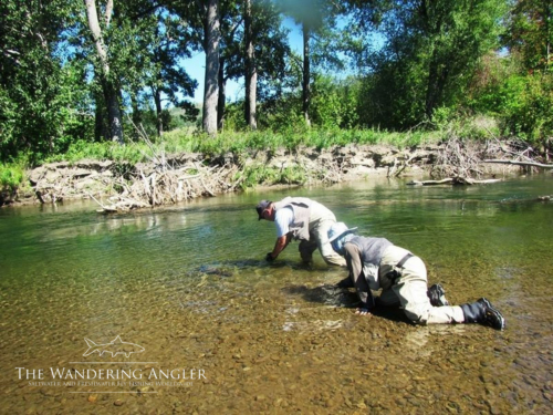 The Wandering Angler - Mongolia taimen0062