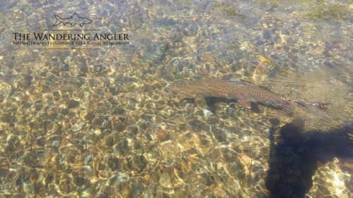 The Wandering Angler - Mongolia taimen0068