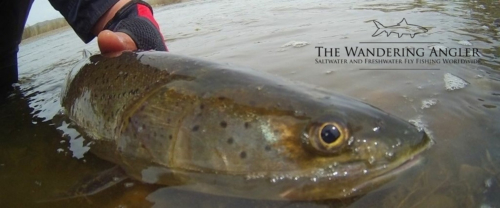 The Wandering Angler - Mongolia taimen0073