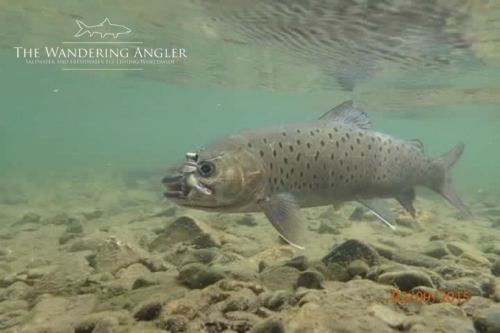 The Wandering Angler - Mongolia taimen0075 (1)