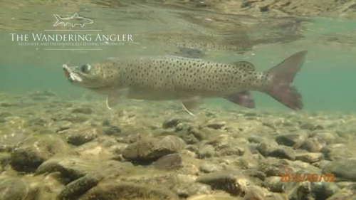 The Wandering Angler - Mongolia taimen0076