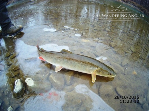 The Wandering Angler - Mongolia taimen0078