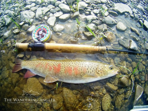 The Wandering Angler - Mongolia taimen0079