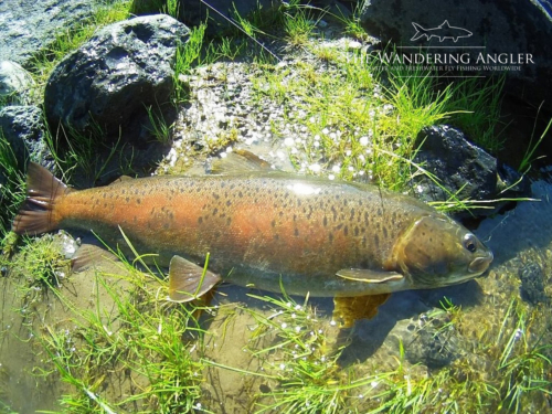 The Wandering Angler - Mongolia taimen0084