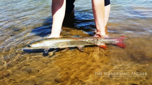 The Wandering Angler - Mongolia taimen0085