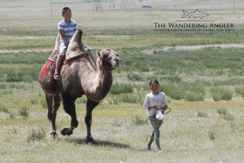 The Wandering Angler - Mongolia taimen0087