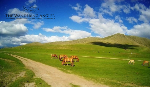 The Wandering Angler - Mongolia taimen0099